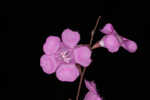 Scaleleaf false foxglove